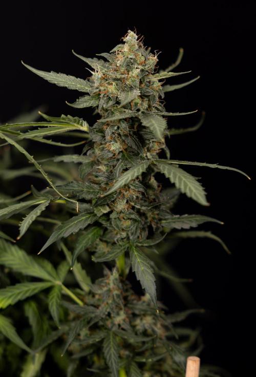 Mimosa 🌾 Auto - Zamnesia x B&B. Week 11 - Mimosa #1 - No Techniques - Harvest Day