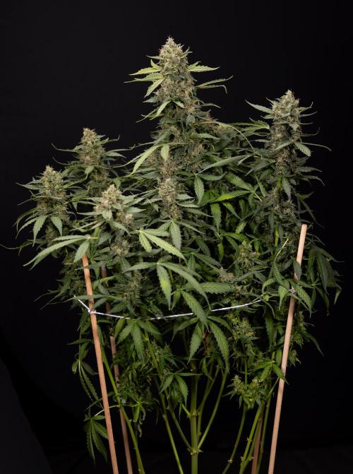Mimosa 🌾 Auto - Zamnesia x B&B. Week 11 - Mimosa #1 - No Techniques - Harvest Day