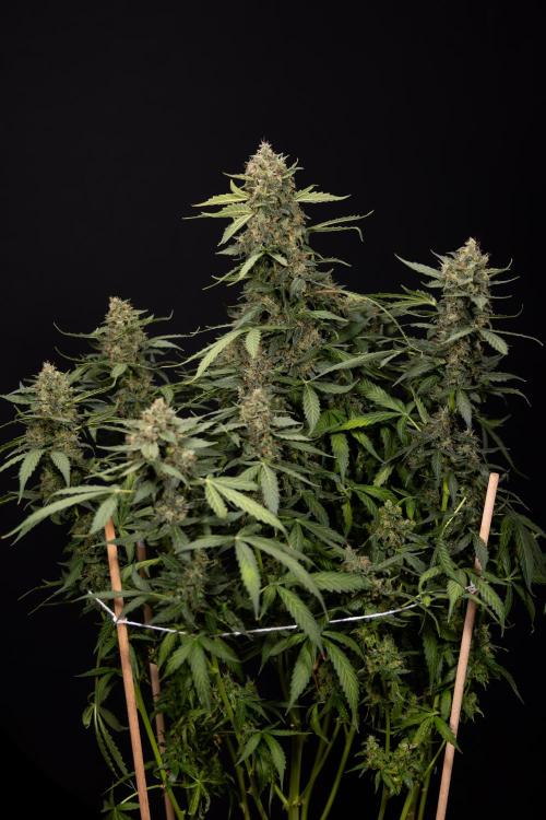 Mimosa 🌾 Auto - Zamnesia x B&B. Week 11 - Mimosa #1 - No Techniques - Harvest Day