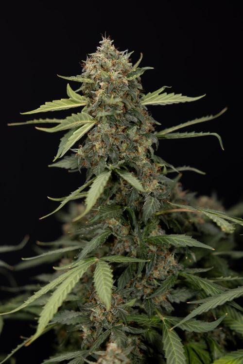 Mimosa 🌾 Auto - Zamnesia x B&B. Week 11 - Mimosa #1 - No Techniques - Harvest Day
