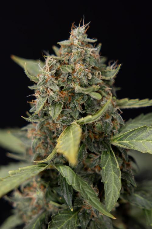 Mimosa 🌾 Auto - Zamnesia x B&B. Week 11 - Mimosa #1 - No Techniques - Harvest Day