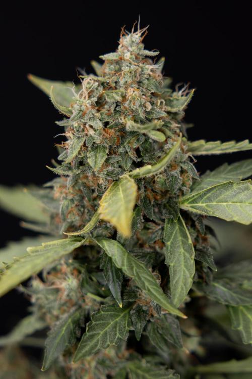 Mimosa 🌾 Auto - Zamnesia x B&B. Week 11 - Mimosa #1 - No Techniques - Harvest Day