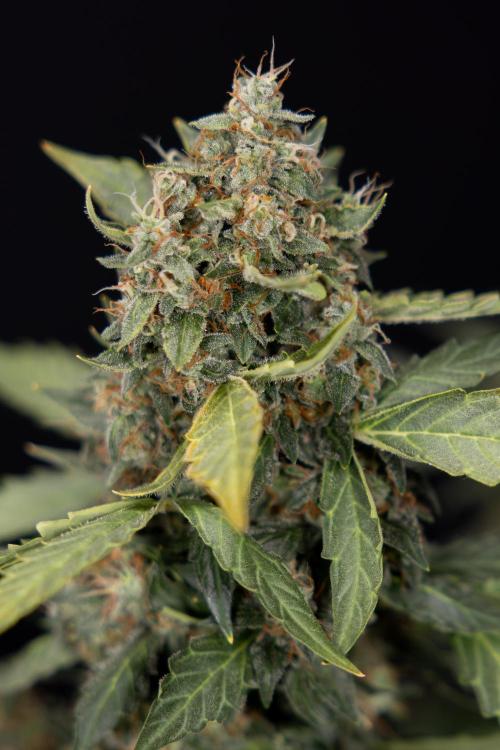 Mimosa 🌾 Auto - Zamnesia x B&B. Week 11 - Mimosa #1 - No Techniques - Harvest Day