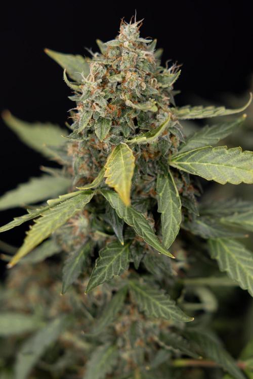 Mimosa 🌾 Auto - Zamnesia x B&B. Week 11 - Mimosa #1 - No Techniques - Harvest Day