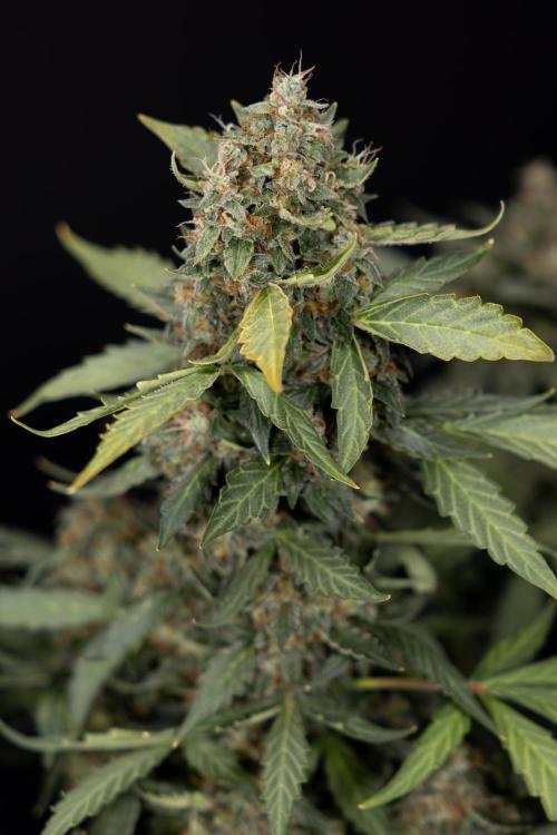 Mimosa 🌾 Auto - Zamnesia x B&B. Week 11 - Mimosa #1 - No Techniques - Harvest Day