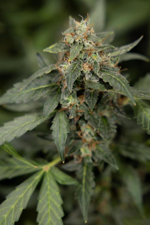 Mimosa 🌾 Auto - Zamnesia x B&B. Week 11 - Mimosa #1 - No Techniques - Harvest Day