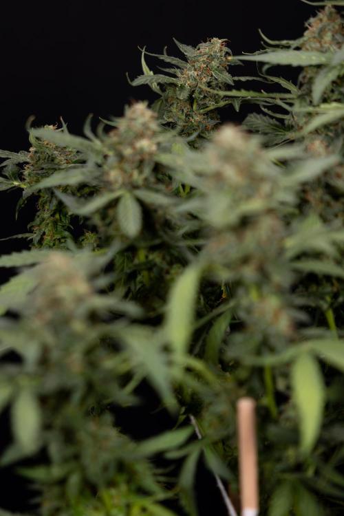 Mimosa 🌾 Auto - Zamnesia x B&B. Week 11 - Mimosa #1 - No Techniques - Harvest Day