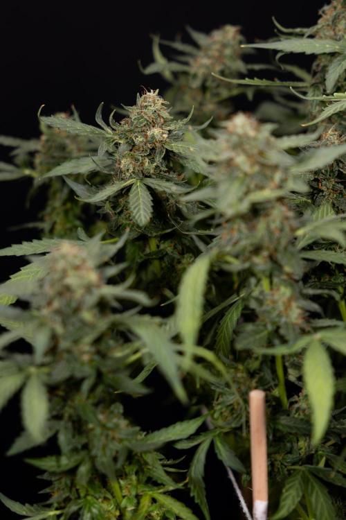 Mimosa 🌾 Auto - Zamnesia x B&B. Week 11 - Mimosa #1 - No Techniques - Harvest Day