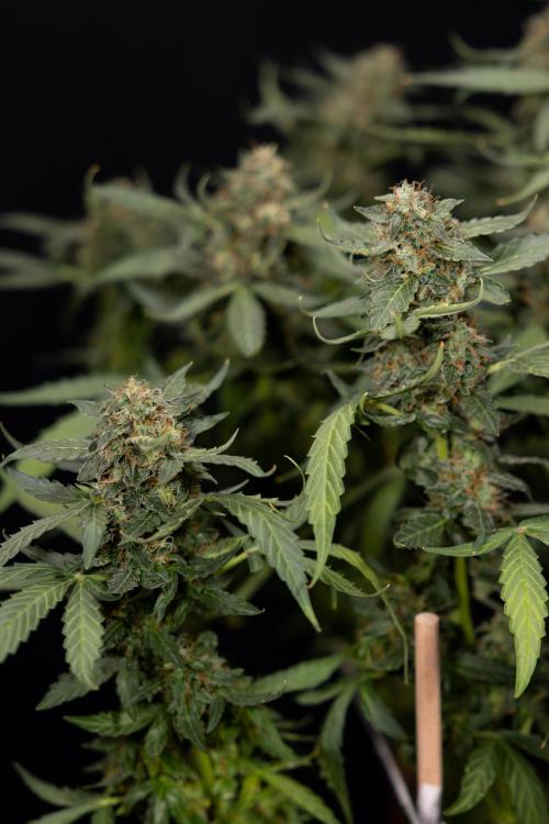 Mimosa 🌾 Auto - Zamnesia x B&B. Week 11 - Mimosa #1 - No Techniques - Harvest Day