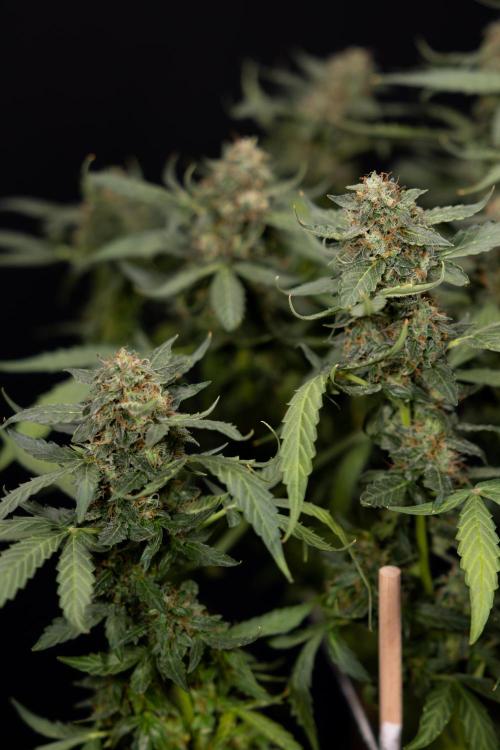 Mimosa 🌾 Auto - Zamnesia x B&B. Week 11 - Mimosa #1 - No Techniques - Harvest Day