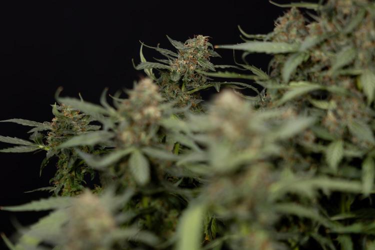Mimosa 🌾 Auto - Zamnesia x B&B. Week 11 - Mimosa #1 - No Techniques - Harvest Day