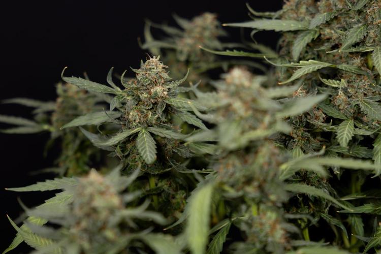 Mimosa 🌾 Auto - Zamnesia x B&B. Week 11 - Mimosa #1 - No Techniques - Harvest Day