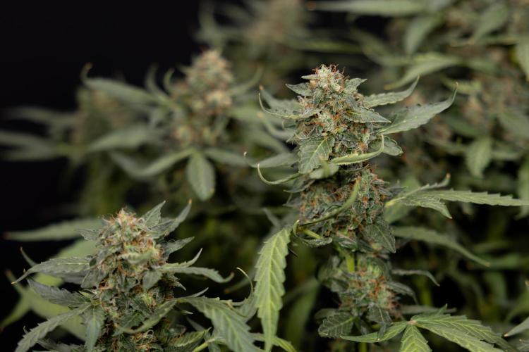 Mimosa 🌾 Auto - Zamnesia x B&B. Week 11 - Mimosa #1 - No Techniques - Harvest Day