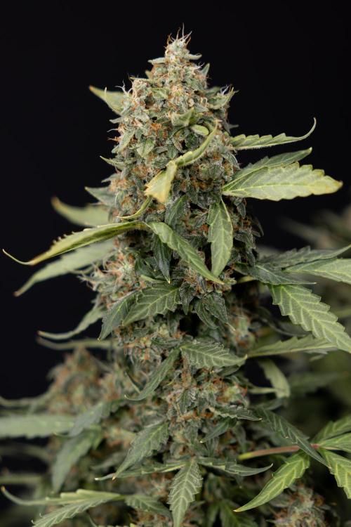 Mimosa 🌾 Auto - Zamnesia x B&B. Week 11 - Mimosa #1 - No Techniques - Harvest Day