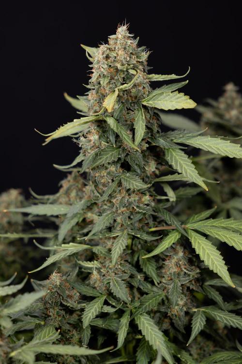 Mimosa 🌾 Auto - Zamnesia x B&B. Week 11 - Mimosa #1 - No Techniques - Harvest Day