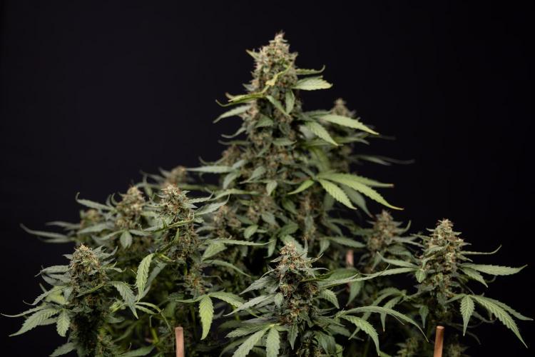 Mimosa 🌾 Auto - Zamnesia x B&B. Week 11 - Mimosa #1 - No Techniques - Harvest Day