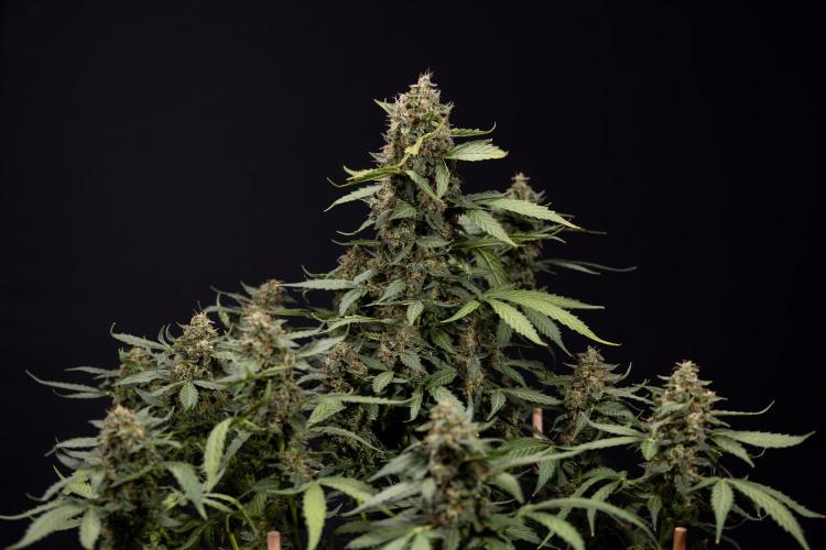 Mimosa 🌾 Auto - Zamnesia x B&B. Week 11 - Mimosa #1 - No Techniques - Harvest Day
