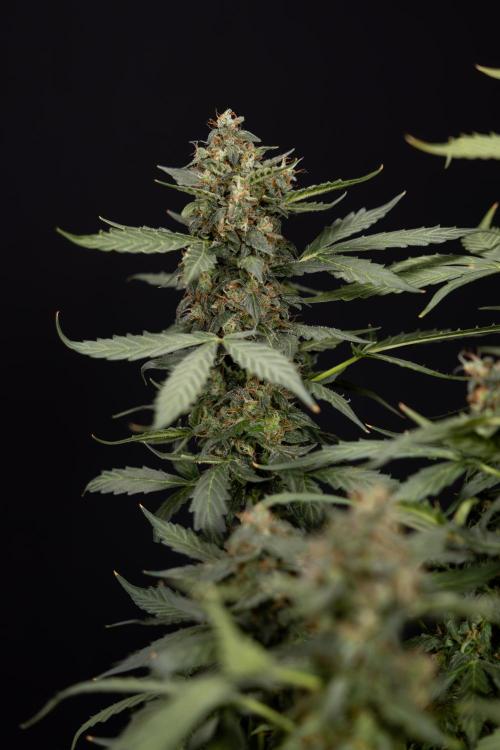 Mimosa 🌾 Auto - Zamnesia x B&B. Week 11 - Mimosa #1 - No Techniques - Harvest Day