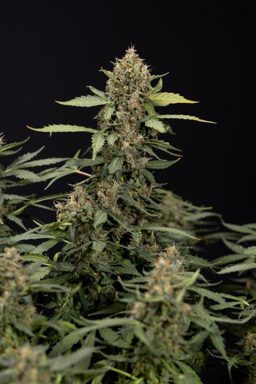 Mimosa 🌾 Auto - Zamnesia x B&B. Week 11 - Mimosa #1 - No Techniques - Harvest Day