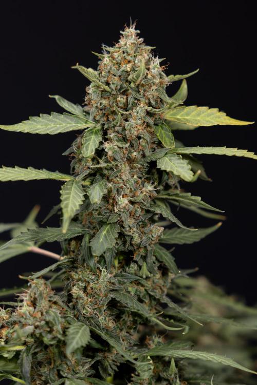 Mimosa 🌾 Auto - Zamnesia x B&B. Week 11 - Mimosa #1 - No Techniques - Harvest Day