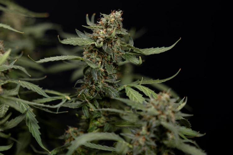 Mimosa 🌾 Auto - Zamnesia x B&B. Week 11 - Mimosa #1 - No Techniques - Harvest Day
