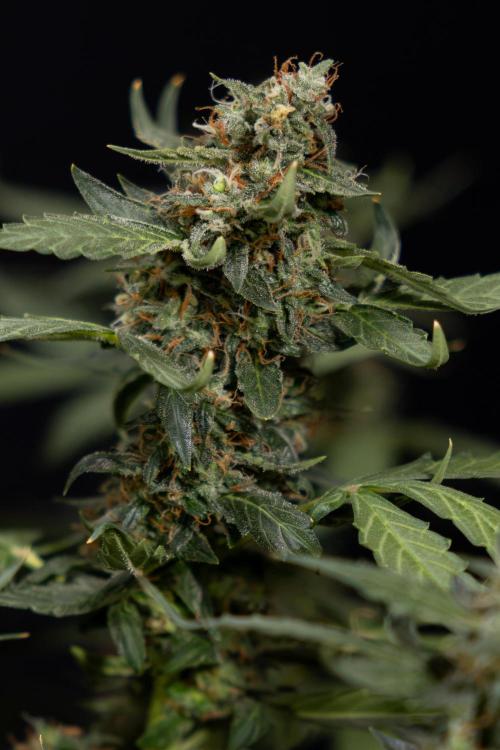 Mimosa 🌾 Auto - Zamnesia x B&B. Week 11 - Mimosa #1 - No Techniques - Harvest Day