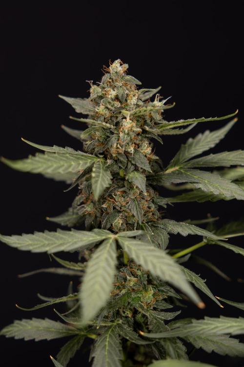 Mimosa 🌾 Auto - Zamnesia x B&B. Week 11 - Mimosa #1 - No Techniques - Harvest Day