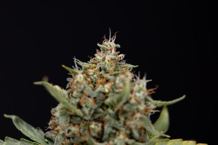 Mimosa 🌾 Auto - Zamnesia x B&B. Week 11 - Mimosa #1 - No Techniques - Harvest Day