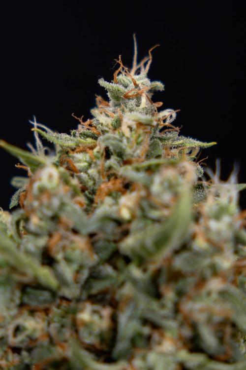 Mimosa 🌾 Auto - Zamnesia x B&B. Week 11 - Mimosa #1 - No Techniques - Harvest Day