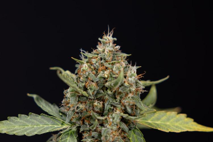 Mimosa 🌾 Auto - Zamnesia x B&B. Week 11 - Mimosa #1 - No Techniques - Harvest Day