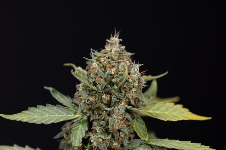 Mimosa 🌾 Auto - Zamnesia x B&B. Week 11 - Mimosa #1 - No Techniques - Harvest Day