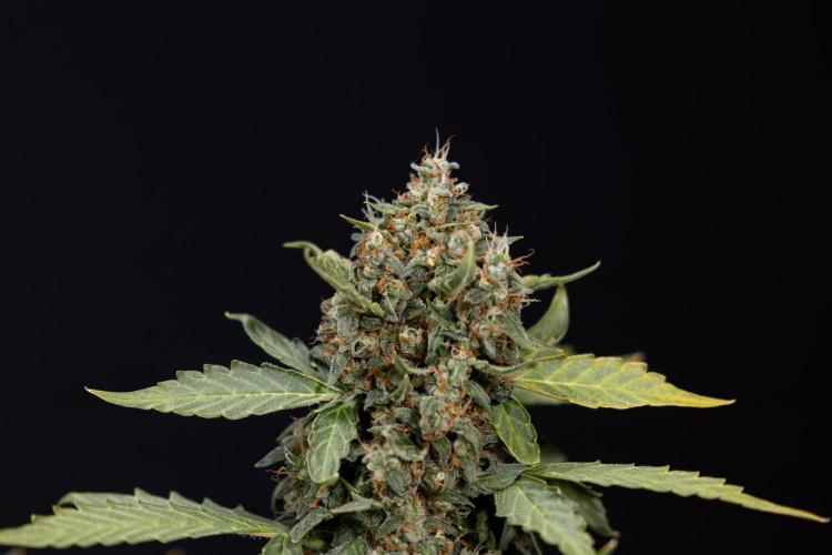 Mimosa 🌾 Auto - Zamnesia x B&B. Week 11 - Mimosa #1 - No Techniques - Harvest Day