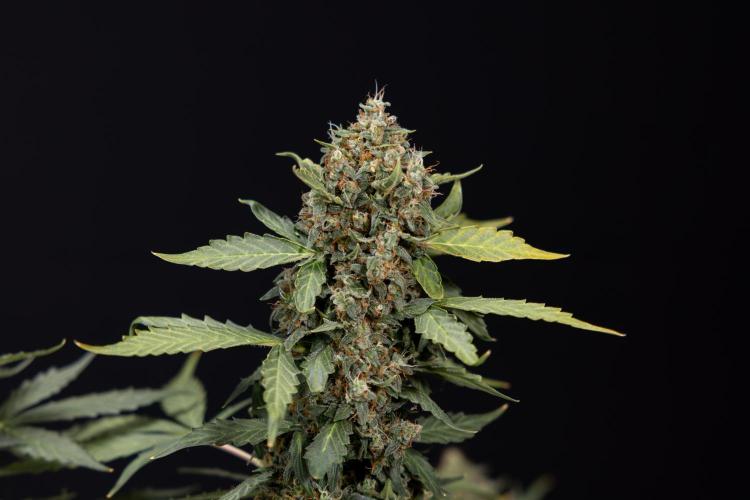Mimosa 🌾 Auto - Zamnesia x B&B. Week 11 - Mimosa #1 - No Techniques - Harvest Day