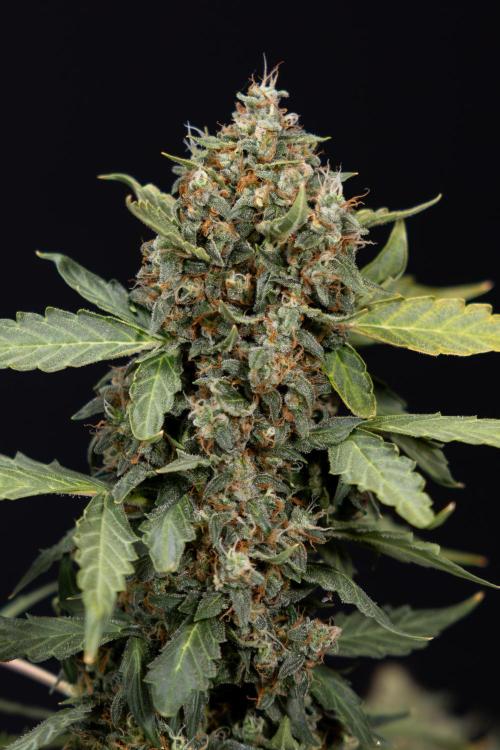 Mimosa 🌾 Auto - Zamnesia x B&B. Week 11 - Mimosa #1 - No Techniques - Harvest Day