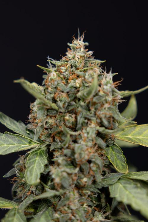 Mimosa 🌾 Auto - Zamnesia x B&B. Week 11 - Mimosa #1 - No Techniques - Harvest Day