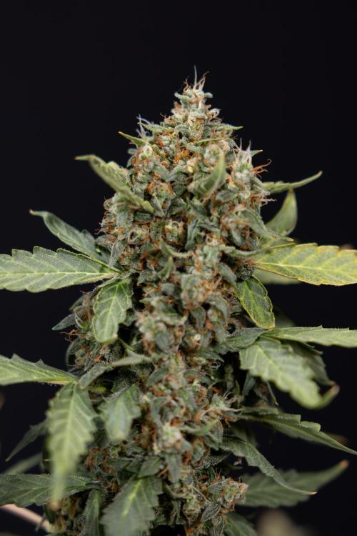 Mimosa 🌾 Auto - Zamnesia x B&B. Week 11 - Mimosa #1 - No Techniques - Harvest Day