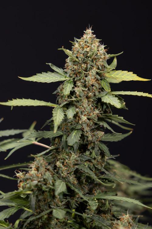 Mimosa 🌾 Auto - Zamnesia x B&B. Week 11 - Mimosa #1 - No Techniques - Harvest Day