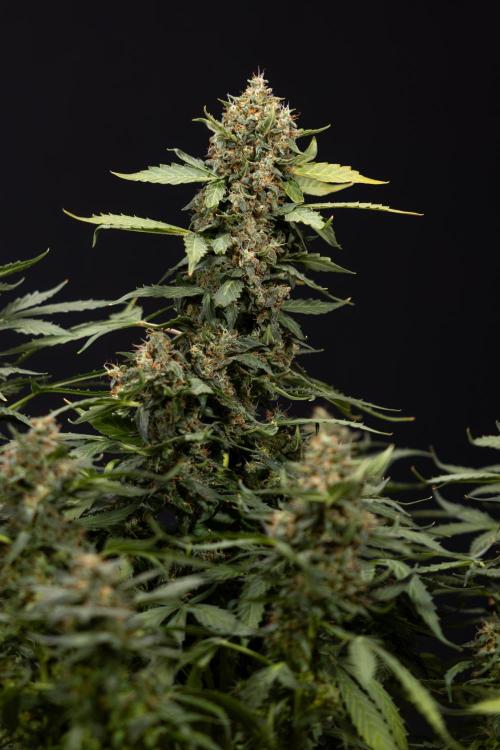 Mimosa 🌾 Auto - Zamnesia x B&B. Week 11 - Mimosa #1 - No Techniques - Harvest Day