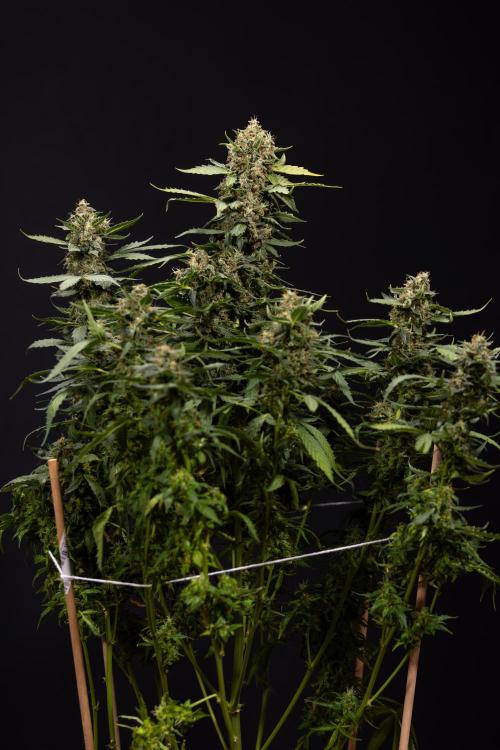 Mimosa 🌾 Auto - Zamnesia x B&B. Week 11 - Mimosa #1 - No Techniques - Harvest Day