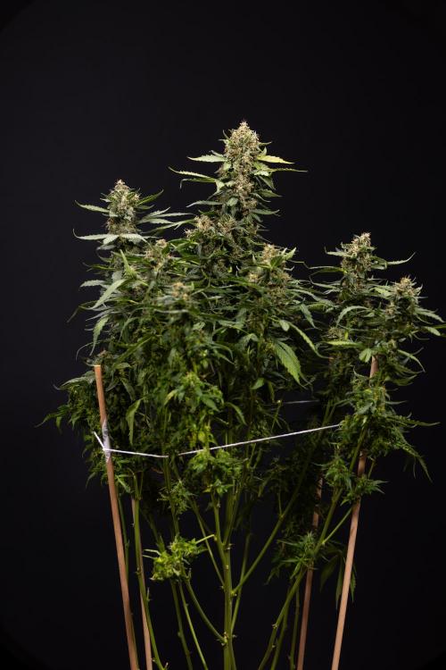 Mimosa 🌾 Auto - Zamnesia x B&B. Week 11 - Mimosa #1 - No Techniques - Harvest Day