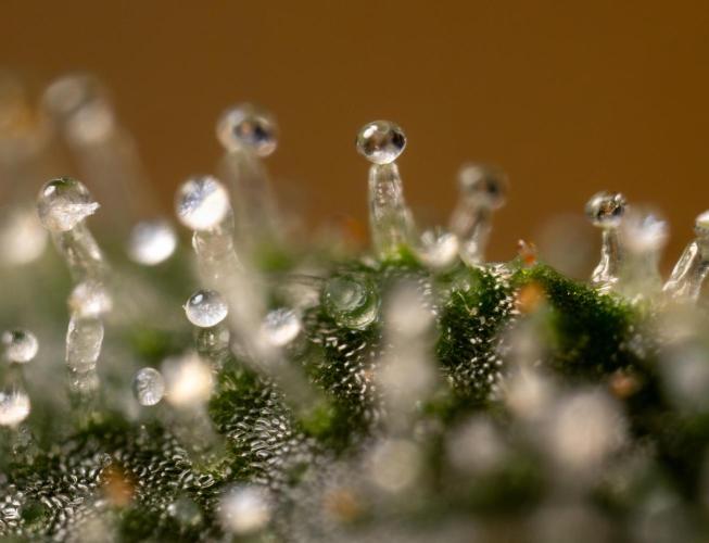 Mimosa 🌾 Auto - Zamnesia x B&B. Week 11 - Mimosa #1 - Micro Worlds