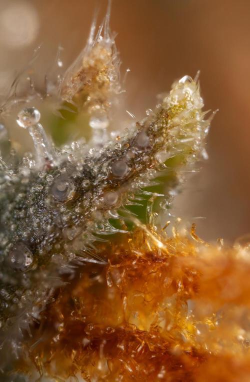 Mimosa 🌾 Auto - Zamnesia x B&B. Week 11 - Mimosa #1 - Micro Worlds