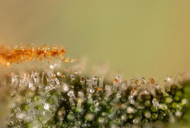 Mimosa 🌾 Auto - Zamnesia x B&B. Week 11 - Mimosa #1 - Micro Worlds