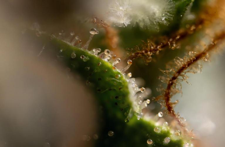Mimosa 🌾 Auto - Zamnesia x B&B. Week 11 - Mimosa #1 - Micro Worlds