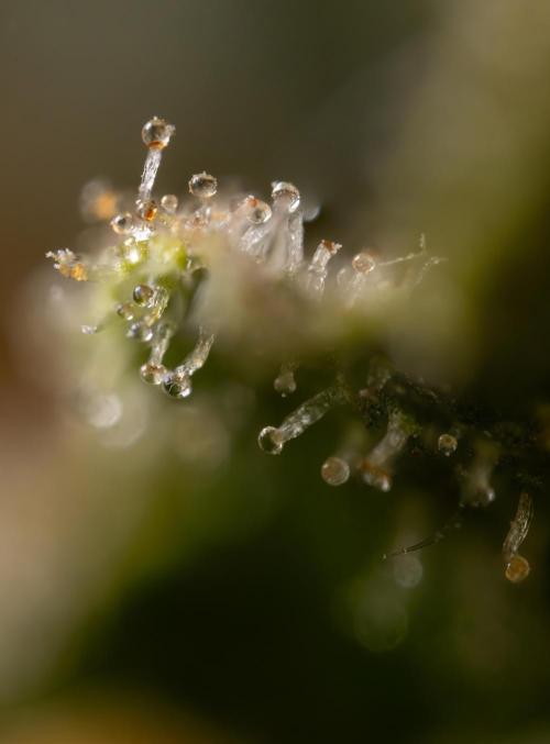 Mimosa 🌾 Auto - Zamnesia x B&B. Week 11 - Mimosa #1 - Micro Worlds