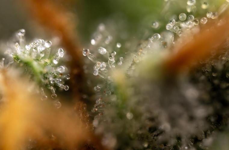 Mimosa 🌾 Auto - Zamnesia x B&B. Week 11 - Mimosa #1 - Micro Worlds