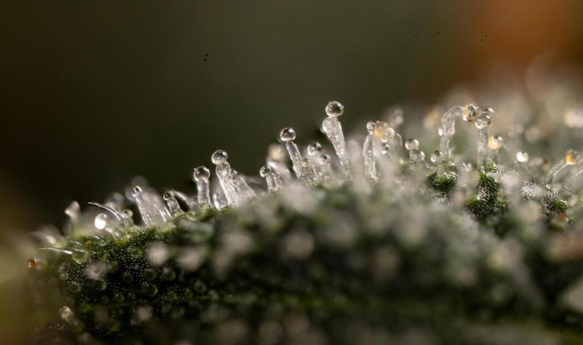 Mimosa 🌾 Auto - Zamnesia x B&B. Week 11 - Mimosa #1 - Micro Worlds