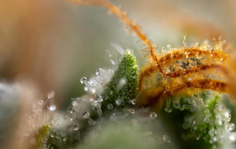 Mimosa 🌾 Auto - Zamnesia x B&B. Week 11 - Mimosa #1 - Micro Worlds