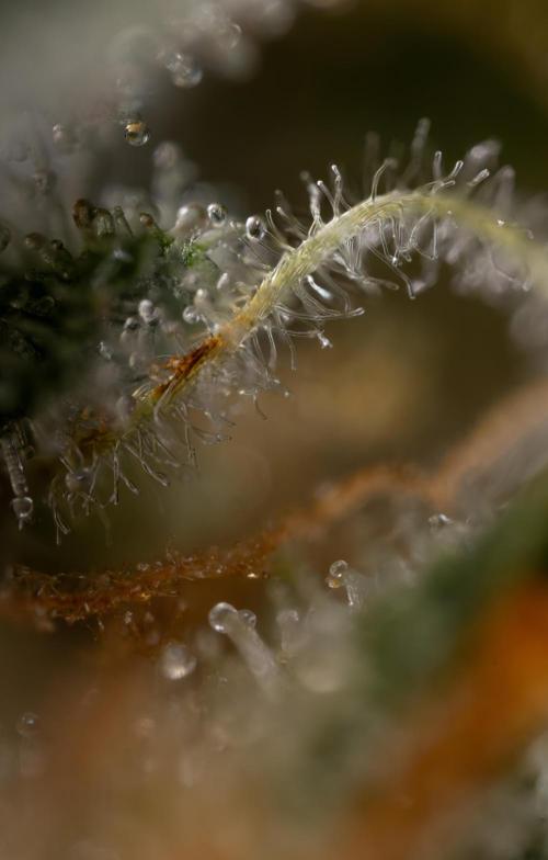 Mimosa 🌾 Auto - Zamnesia x B&B. Week 11 - Mimosa #1 - Micro Worlds