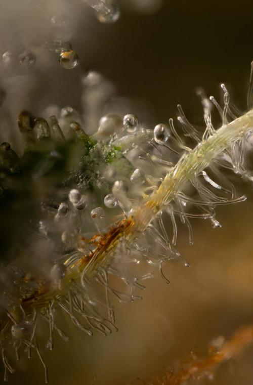 Mimosa 🌾 Auto - Zamnesia x B&B. Week 11 - Mimosa #1 - Micro Worlds